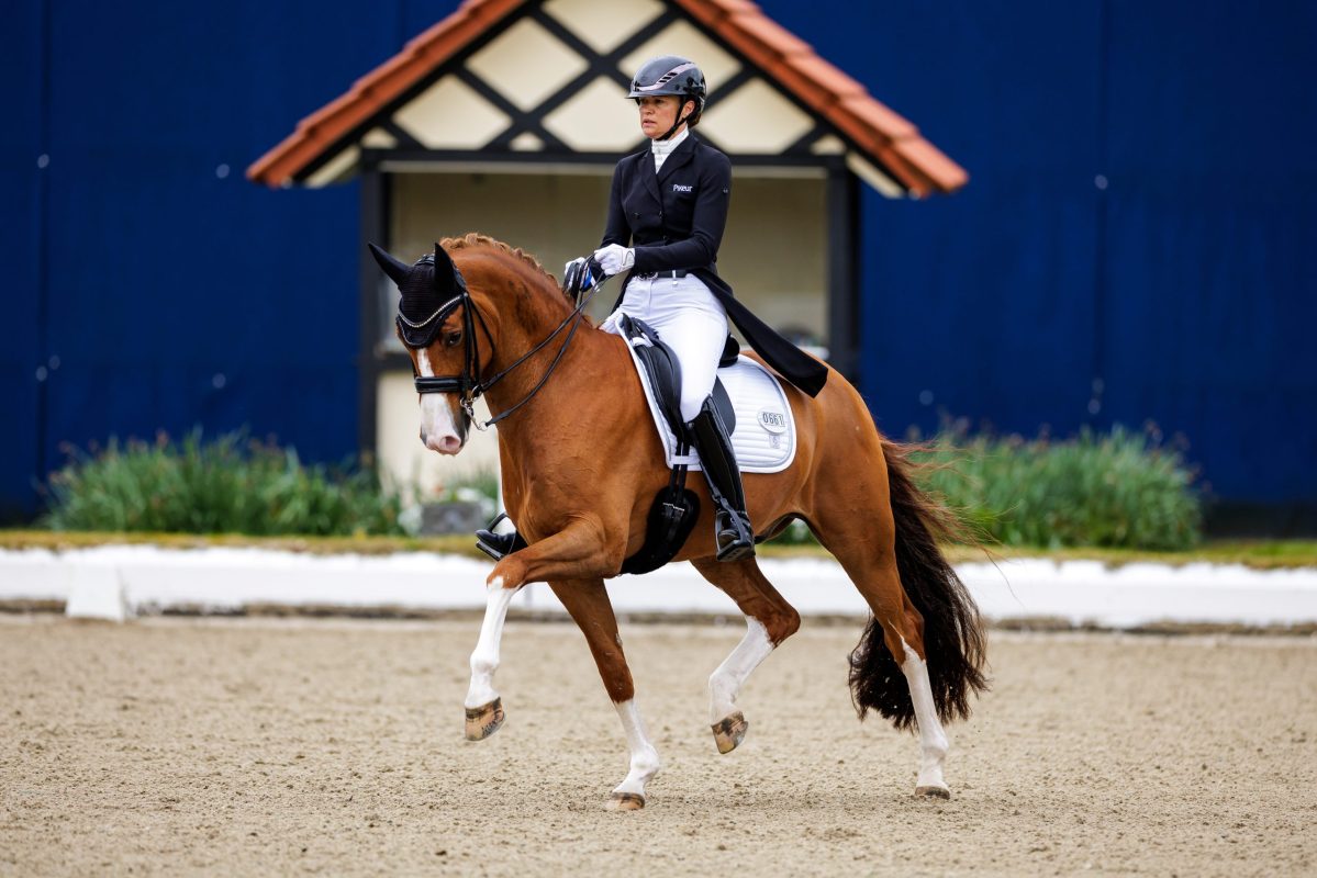 Djembe de Hus geht nun nicht mehr unter Jessica Michel, sondern mit Europameister Justin Verboomen. Foto: Sportfotos-lafrentz.de