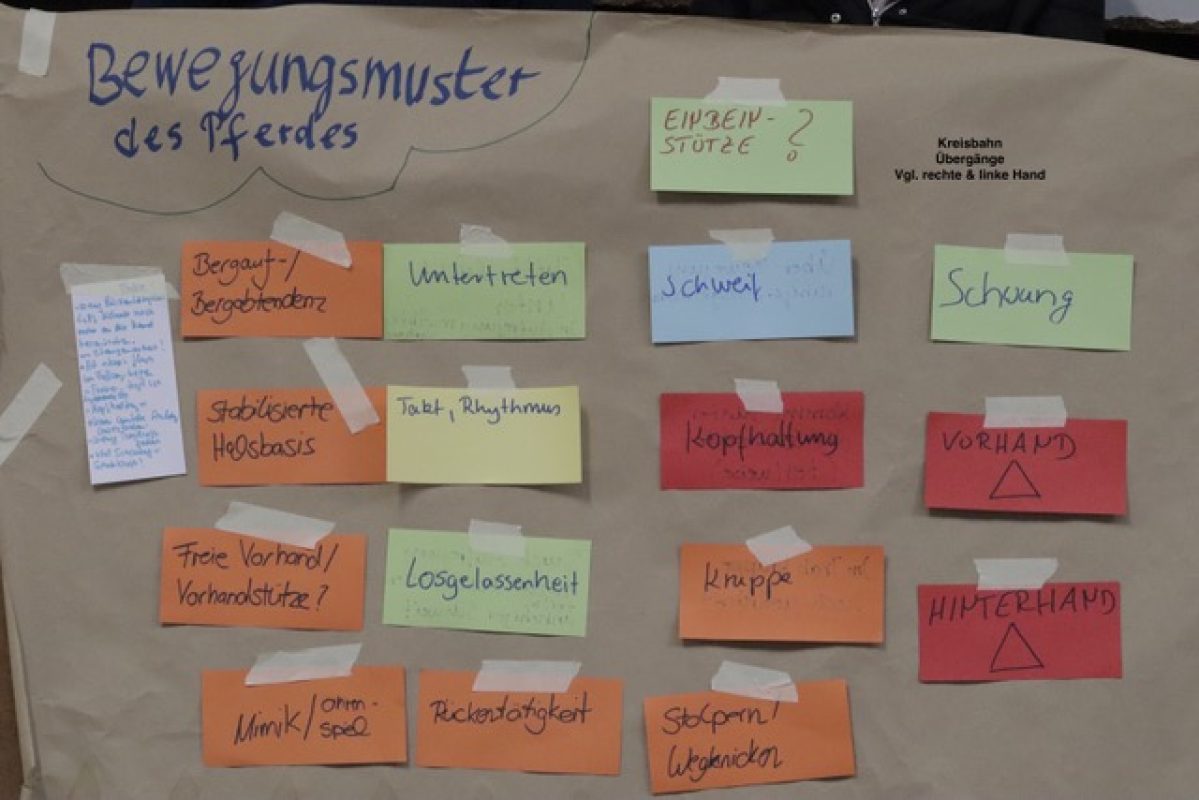 Bewegungsmuster des Pferdes 2024-11-09