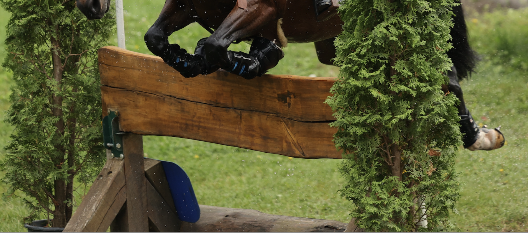 Symbolfoto Vielseitigkeit. Foto: Rebecca Thamm