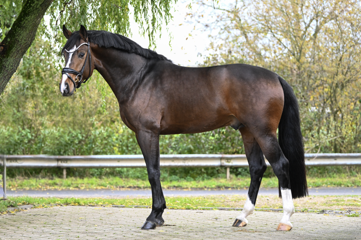 Einst auf dem Gestüt Rickhof zuhause, nun für das Gut Wettlkam im Viereck erfolgreich: der Rheinländer Erste Sahne v. Escamillo. Foto: Archiv PEMAG