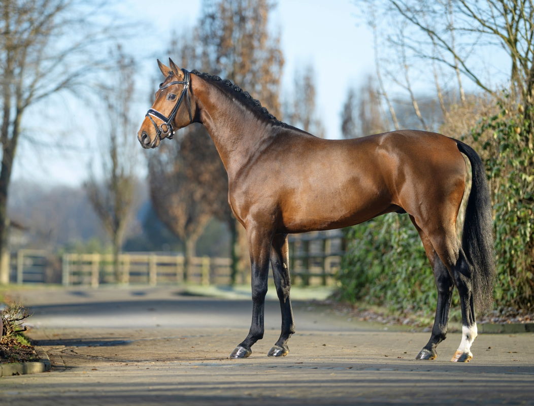 Im Rheinland geboren, in rheinischem Beritt und nun WM-qualifiziert: Escaneno v. Escamillo von der Hengststation Schult, wo er auch zur Welt kam. Foto: Archiv PEMAG/Recki Media