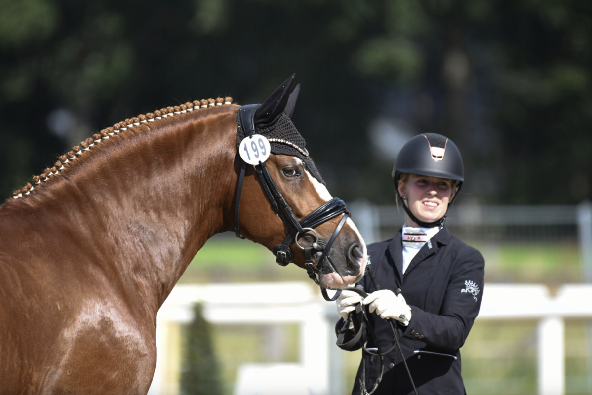 FS Next Diamond gewann selbst zweimal Silber und einmal Bronze beim Bundeschampionat. Nun achtjährig ist er bis Klasse S erfolgreich und stellte im Rheinland sechs von 14 nominierten Reitponys für das Schaufenster der deutschen Pferdezucht in Warendorf. Foto: Mirka Nilkens