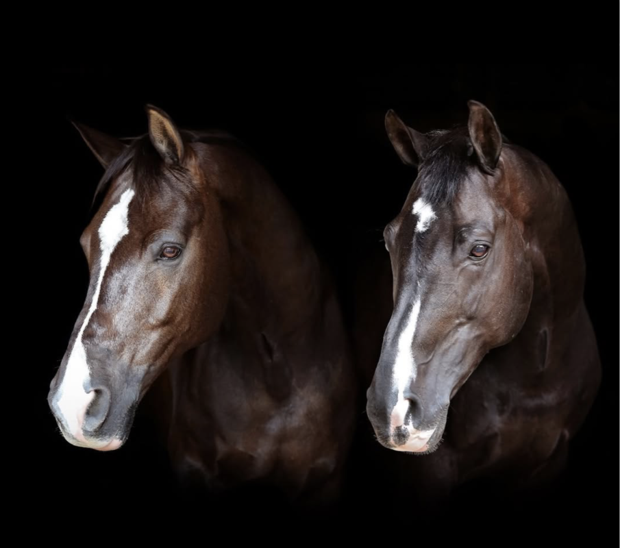 Valegro und Uthopia. Foto: Screenshot instagram.com/carlhestermbe/