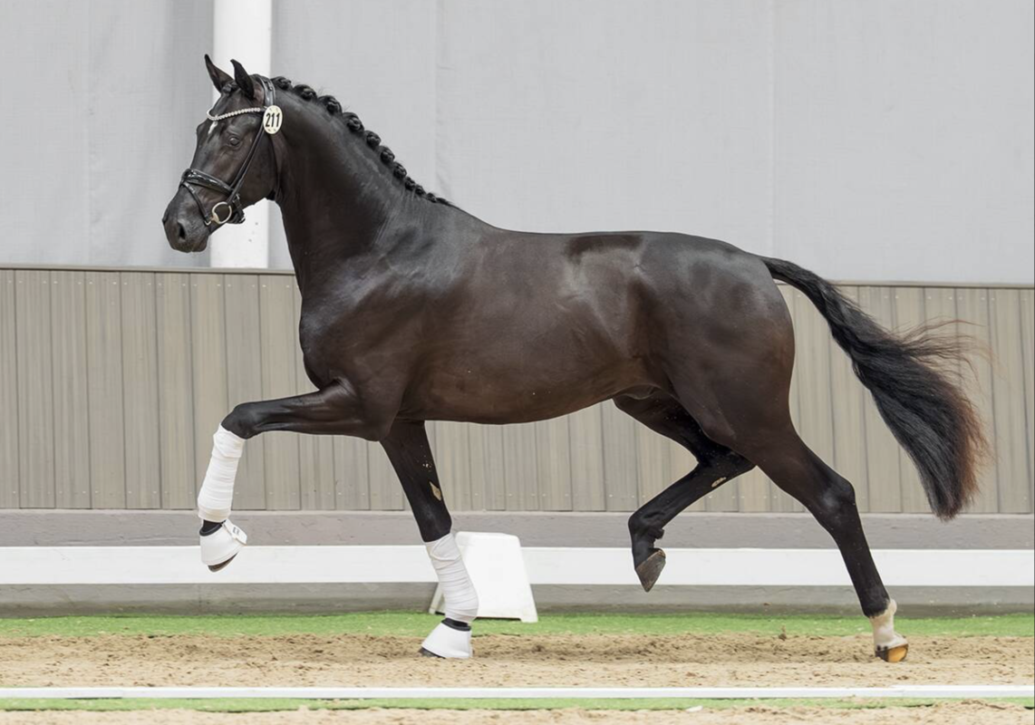 Der NRW-Siegerhengst Dressur 2025 v. So Perfect aus der Dynamic Dream-Vollschwester. Foto: westfalenpferde.de