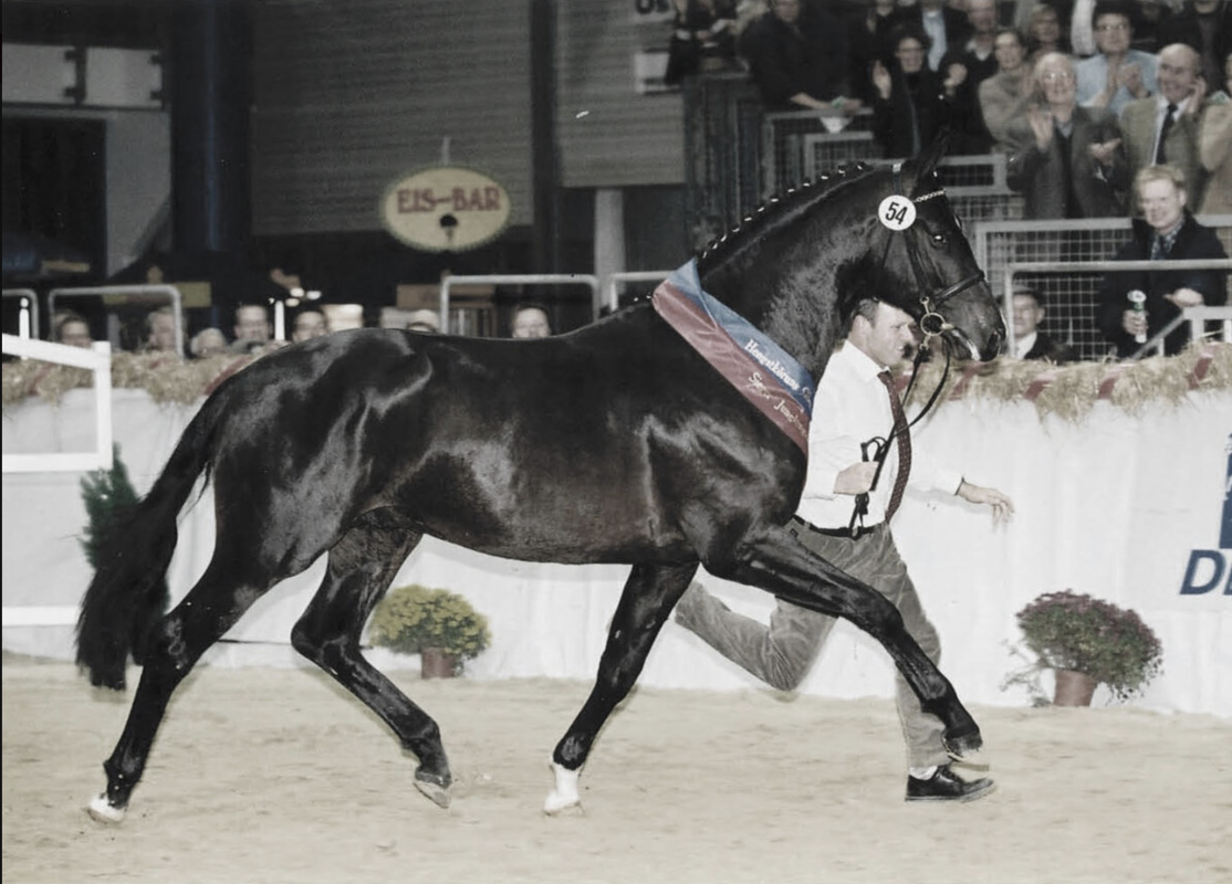 Da lief der Chef noch persönlich – Stedinger als Siegerhengst der Oldenburger Körung 2002 an der Hand von Gerd Sosath. Foto: Screenshot Sosath.com