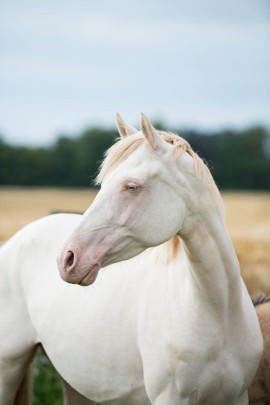 Mit der Verbandsprämienstute Cinderella (FS Champion de Luxe x Martini x FS Pavarotti) legte die Reitponyzucht SD ihren farbenfrohen Grundstein.
Foto: Sabine Nixtatis