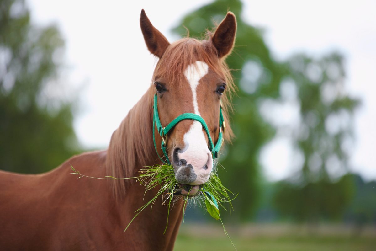 Damit auch kleine Weideflächen lange als Nahrungsquelle genutzt werden können, bedarf es eines ausgeklügelten Managements. Foto: Equipics