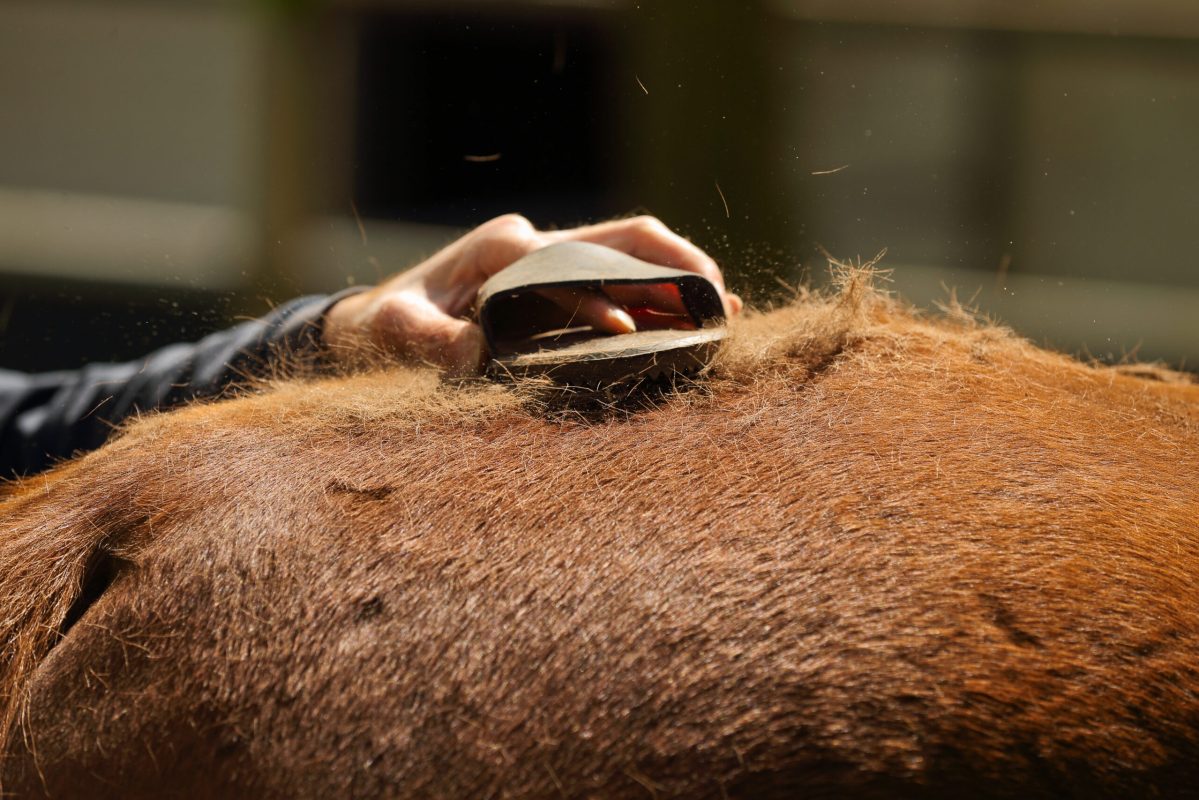 Regelmäßiges Bürsten hilft, lose Haare zu entfernen und die Durchblutung der Haut zu fördern. Foto: Equipics/Zachrau