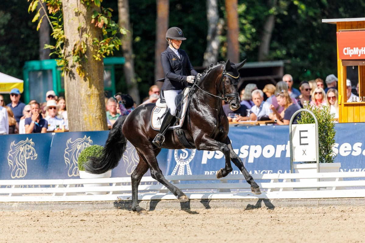 Lodovico v. Lord Europe, Bundeschampion 2025. Foto: sportfotos-lafrentz.de