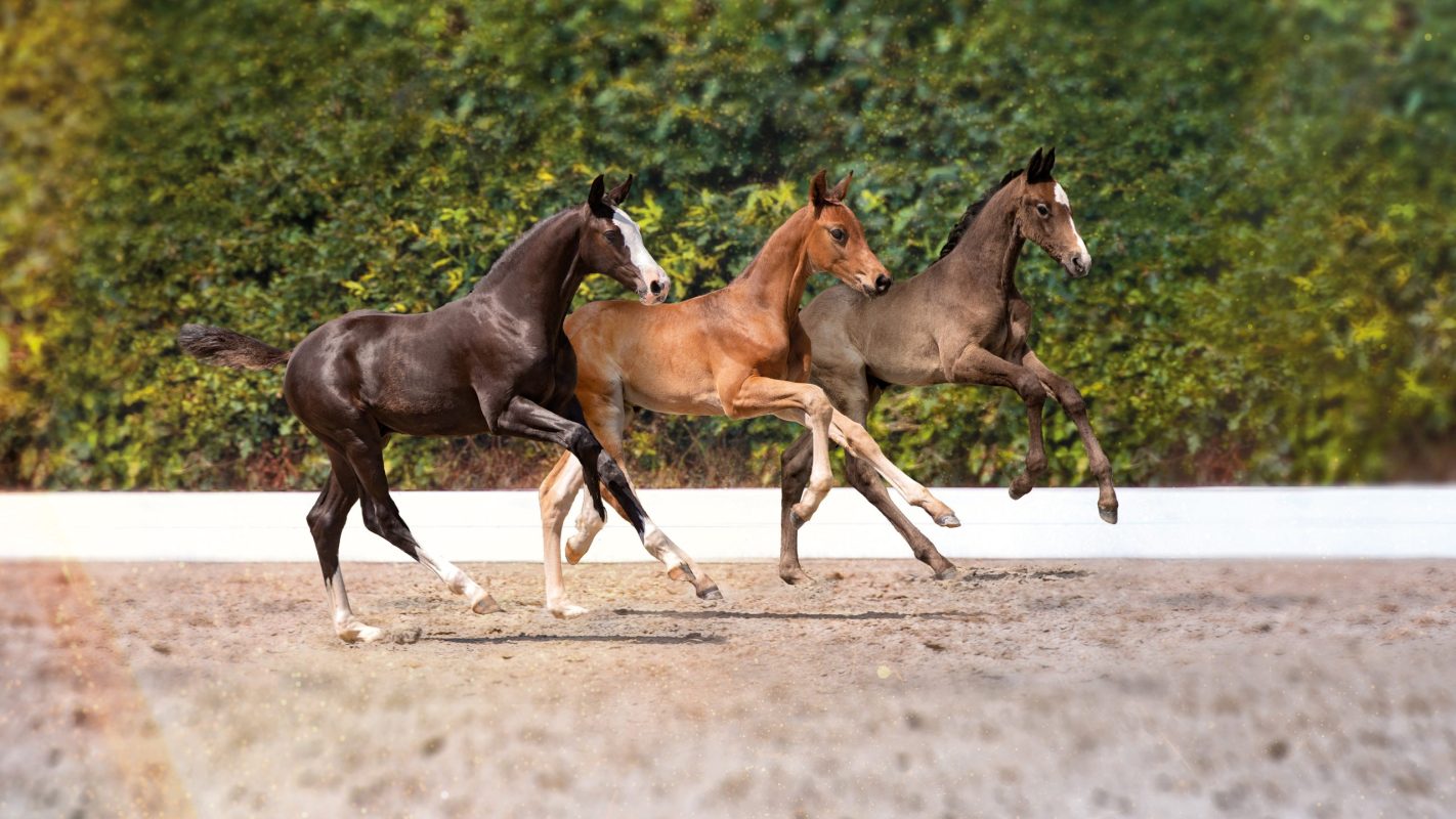 HV_elitefohlen2022_titel_16_9