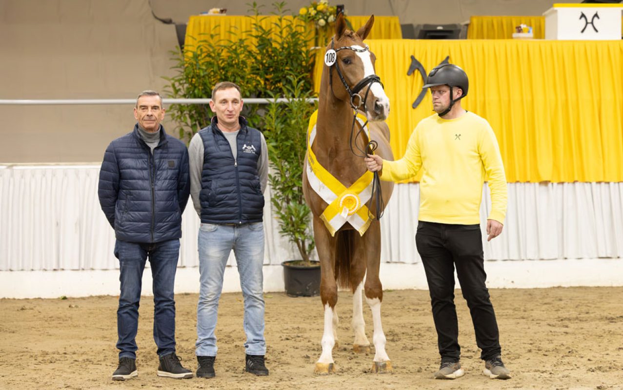 Preisspitze des Hannoveraner Hengstmarkts: der prämierte Sohn des Aganix du Seigneur aus dem Stamm von Monaco, Carinjo & Co. Foto: Hannoveraner Verband.