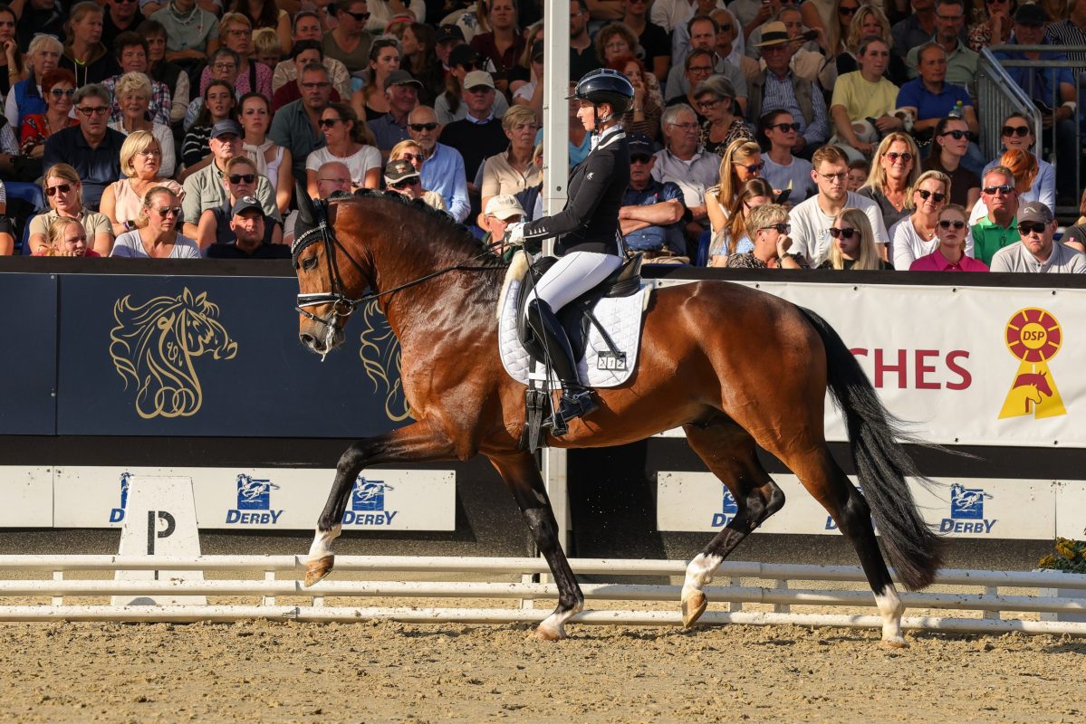 Esquire mit Eva Möller, Bundeschampion der vierjährigen Hengste 2025. Foto: Thamm