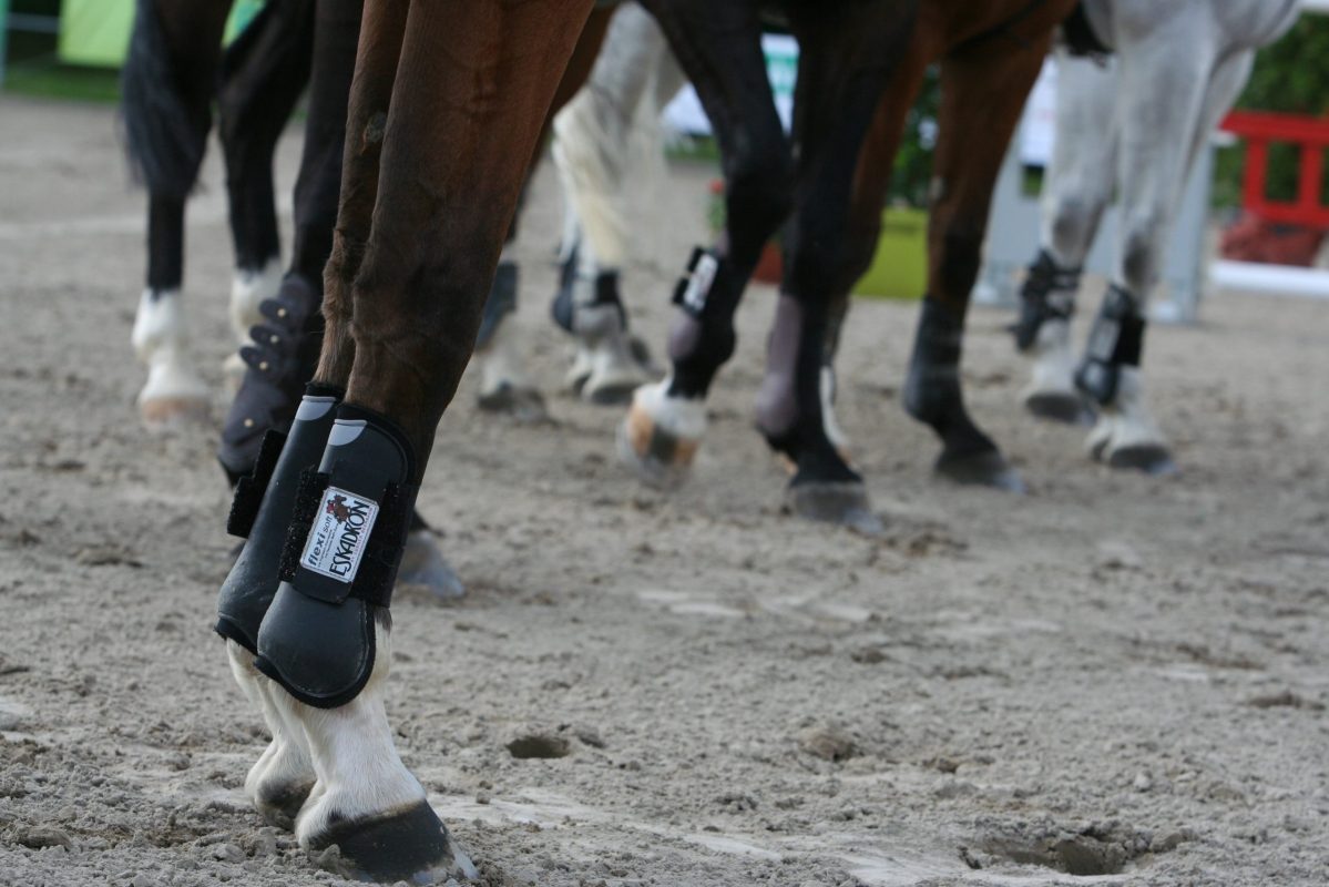 Pferdebeine_Gamaschen_2