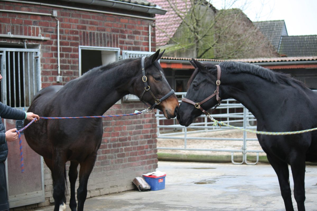 Leandra P von Laudabilis – Champus – Pasternak und Ruby Tuesday von Rotspon – Imperator – Pik Junge. Am Beispiel dieser beiden Stuten aus der Zucht der Familie Pferdmenges wird die Stutenbeurteilung und Hengstauswahl erklärt.