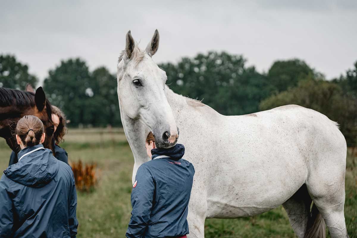 Einer der Kandidaten, die über die Aktion "100 Schulpferde plus" sein neues Zuhause fand, ist Garfield. Er ist nun Voltigierpferd bei der Reit-Gemeinschaft Schimmelhof. Foto: FN-Archiv
