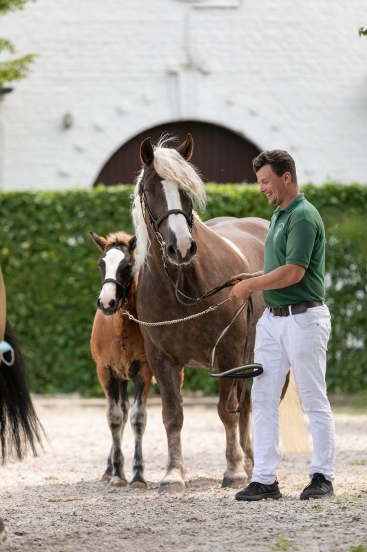 Schwarzwälder Kaltblut; Foto Claudia Rahm