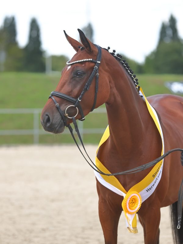 Unica v. Untouchable, Rheinländer Springsiegerin der Herwart von der Decken-Schau 2025. Foto: Stephan Bischoff