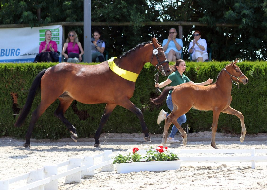 Siegerstutfohlen Warmblut (dressurbetont) Kat Nr.7 v Dynamic Dream x Schwarzgolg Oswald Freisberg Ransbach