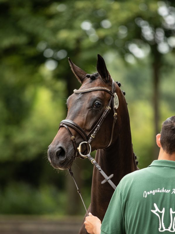 StuteJungzüchter