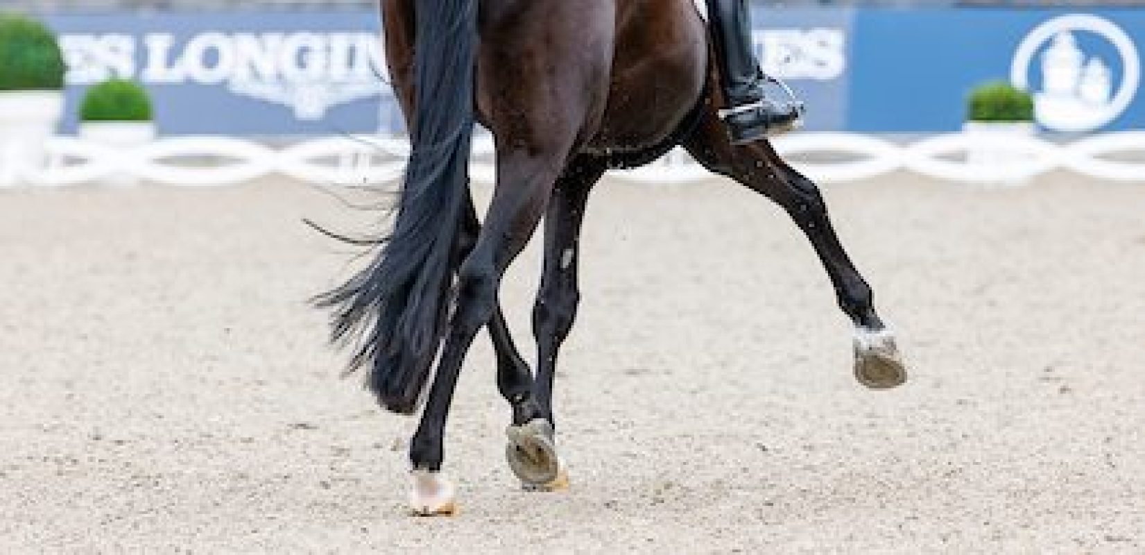 Feature Bild Dressur Foto: sportfotos-lafrentz.de