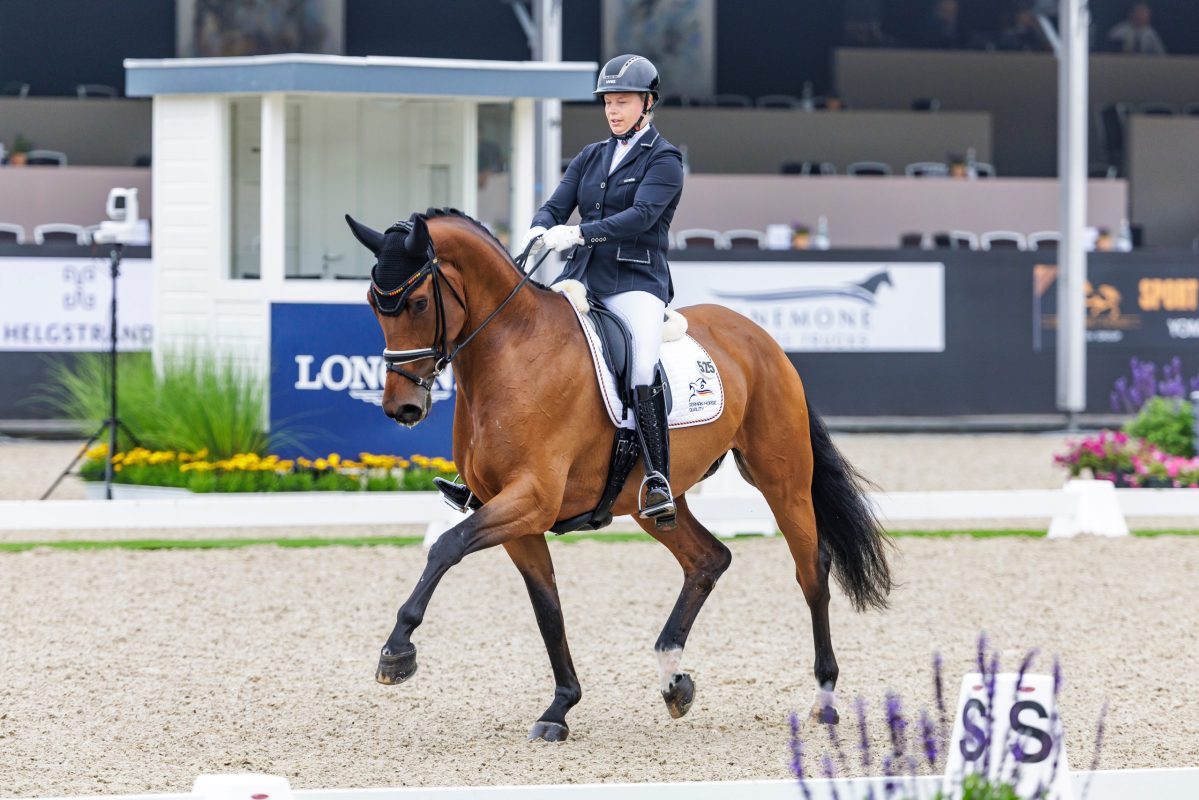 ERMELO - World Breeding Dressage Championsships for Young Horses 2024

WIENKAMP Ann-Christin (GER), Voundation
First Qualification for 5-year-old-horses

Ermelo, Nationaal Hippisch Centrum
04. September 2024
© www.sportfotos-lafrentz.de/Stefan Lafrentz