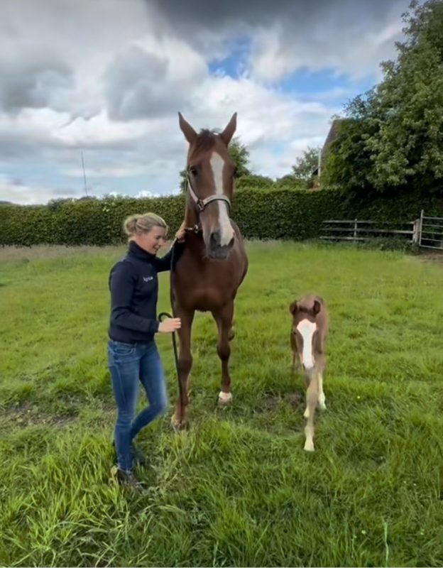 Was für ein Prachtkerl! Sandra Auffarths Derby-Spezialistin La Vista hat ein Hengstfohlen v. Ermitage Calone zur Welt gebracht. Foto: Screenshot Instagram.com/sandraauffarth
